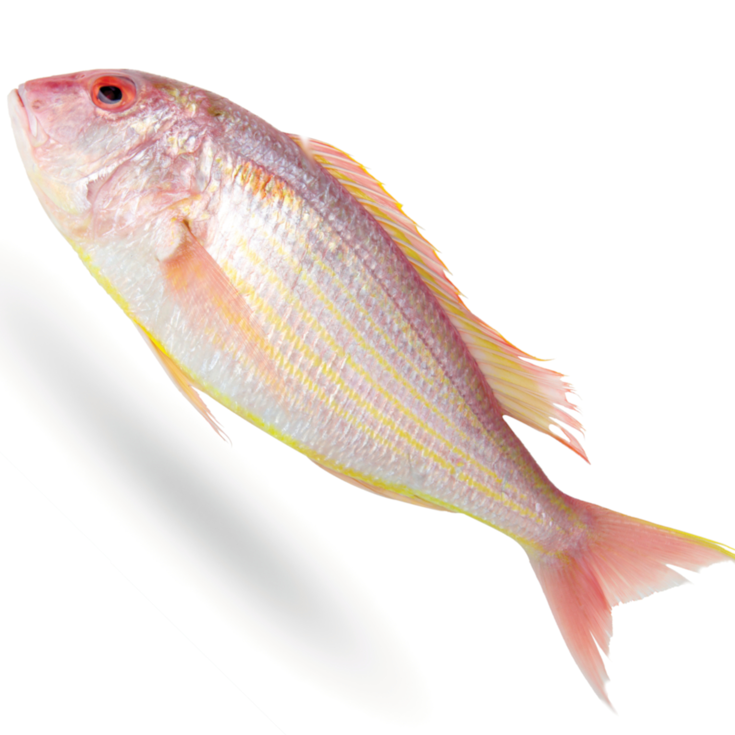 JPN THREADFIN BREAM