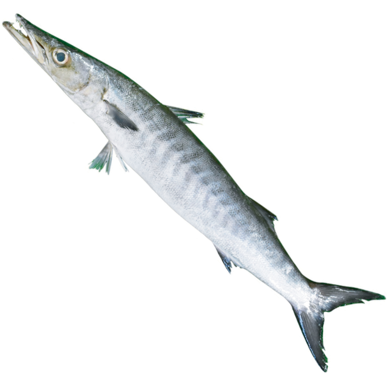 BARRACUDA