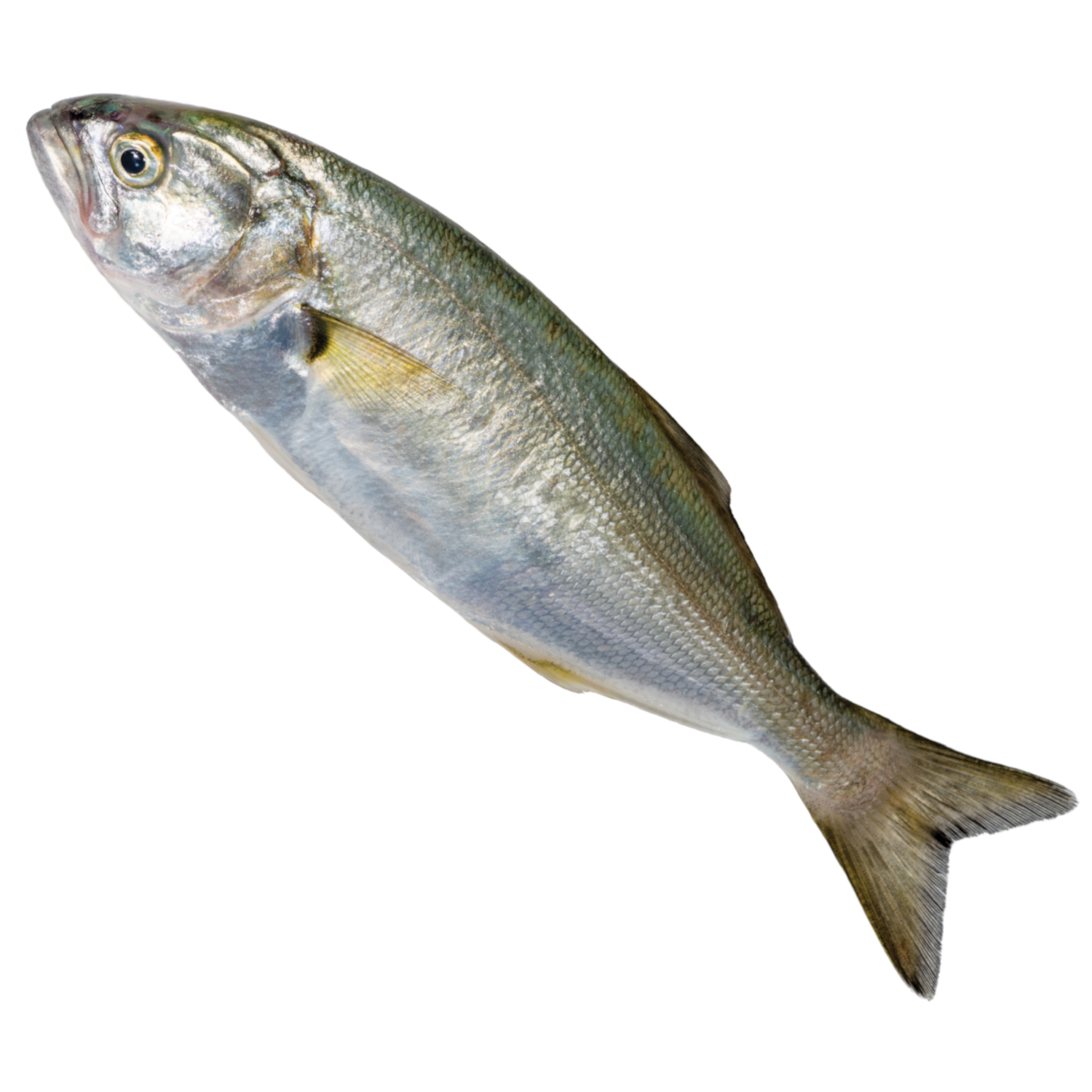BLUEFISH
