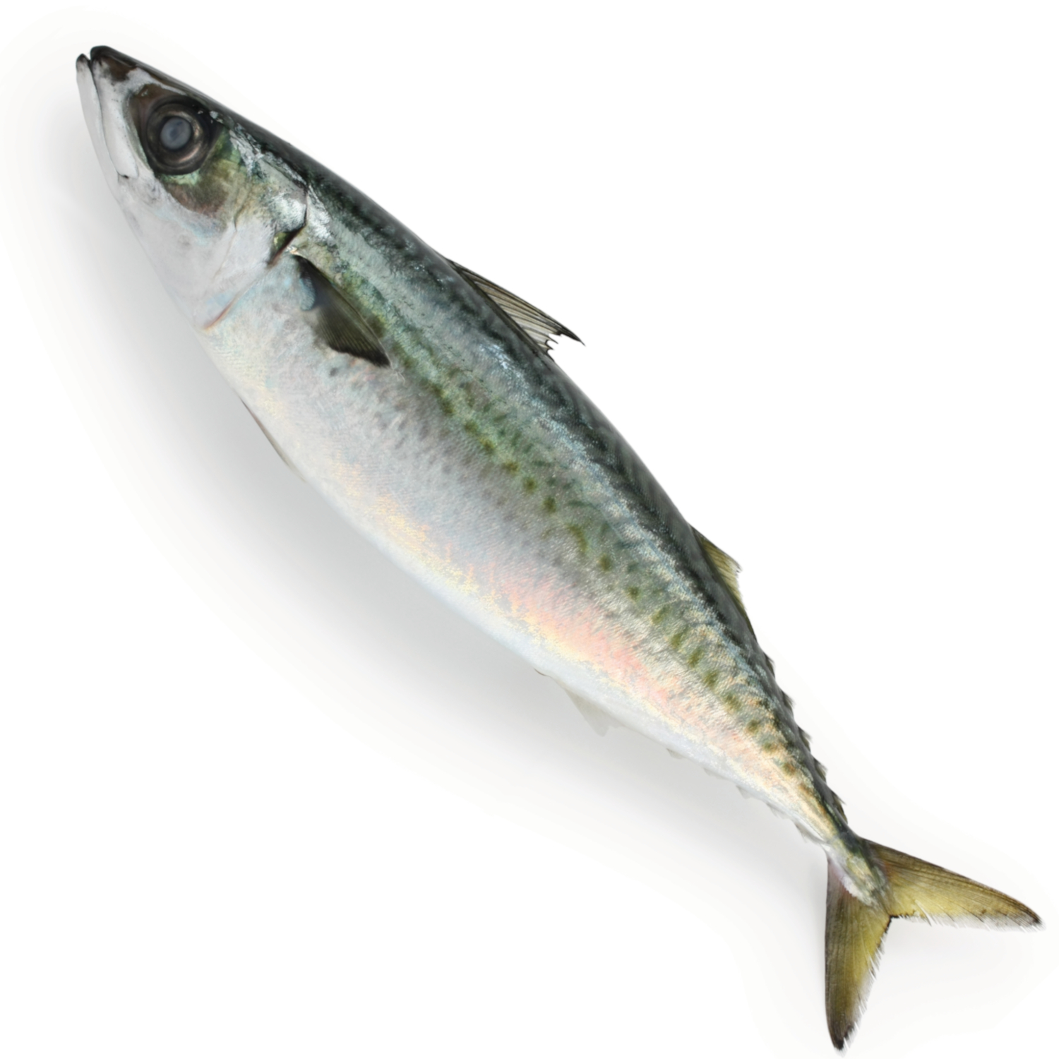 CHUB MACKEREL