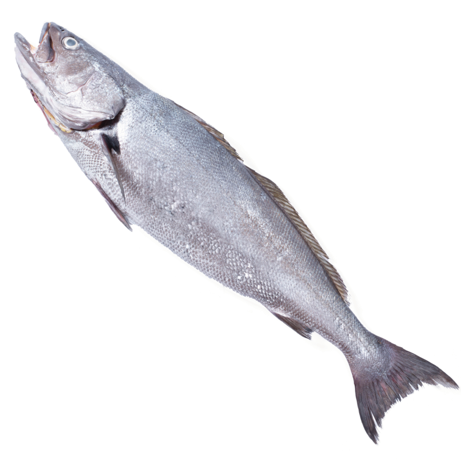 CROAKER