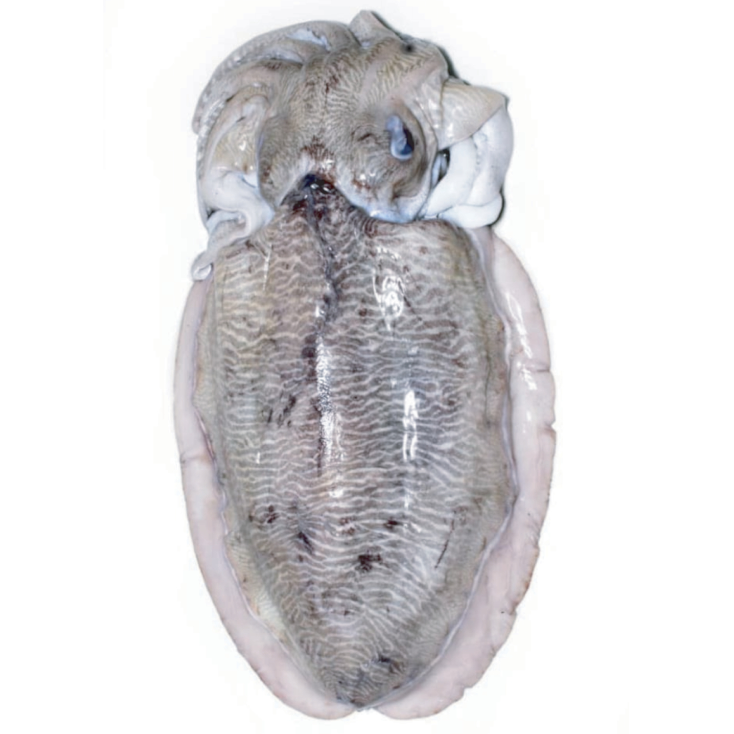 CUTTLEFISH