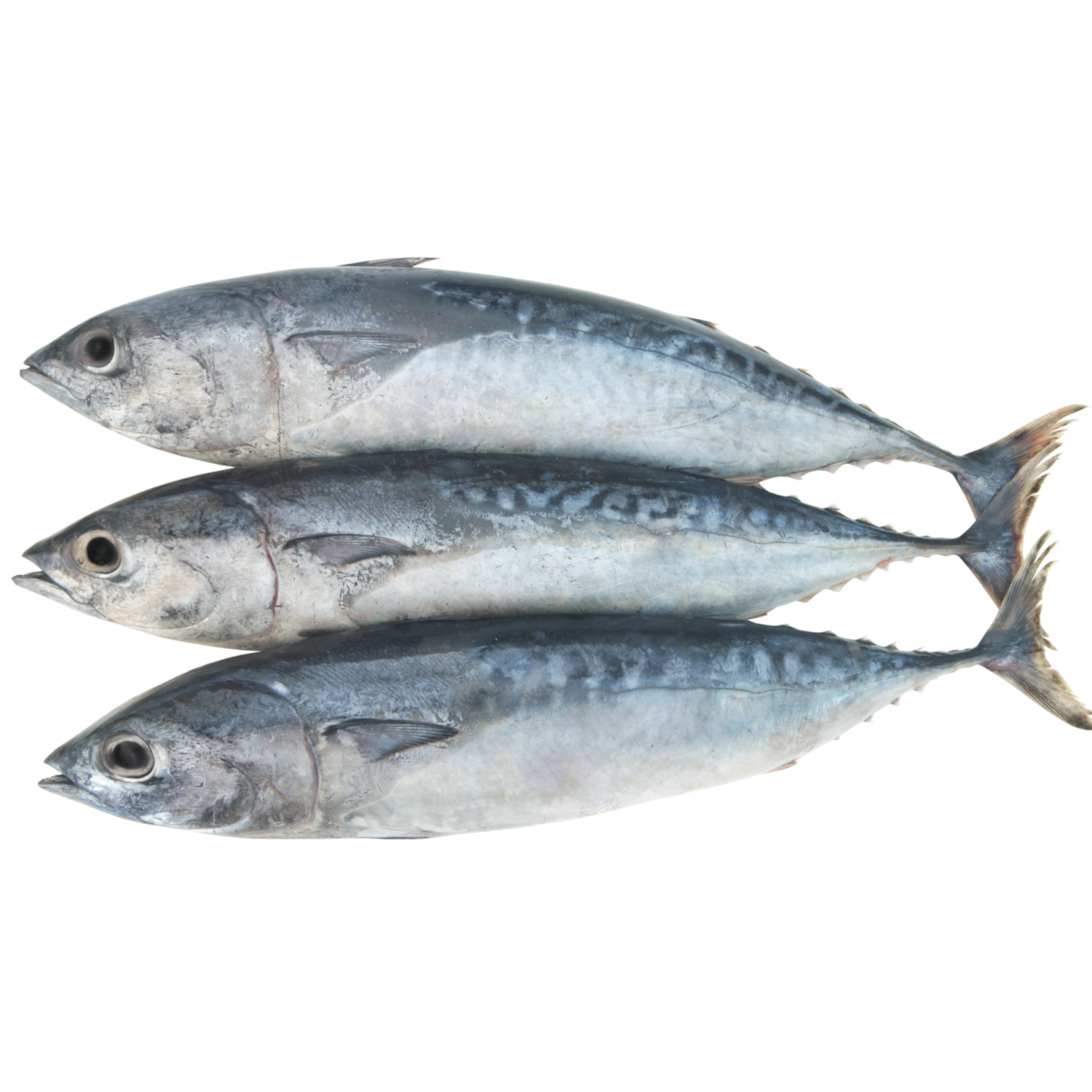 FRIGATE TUNA