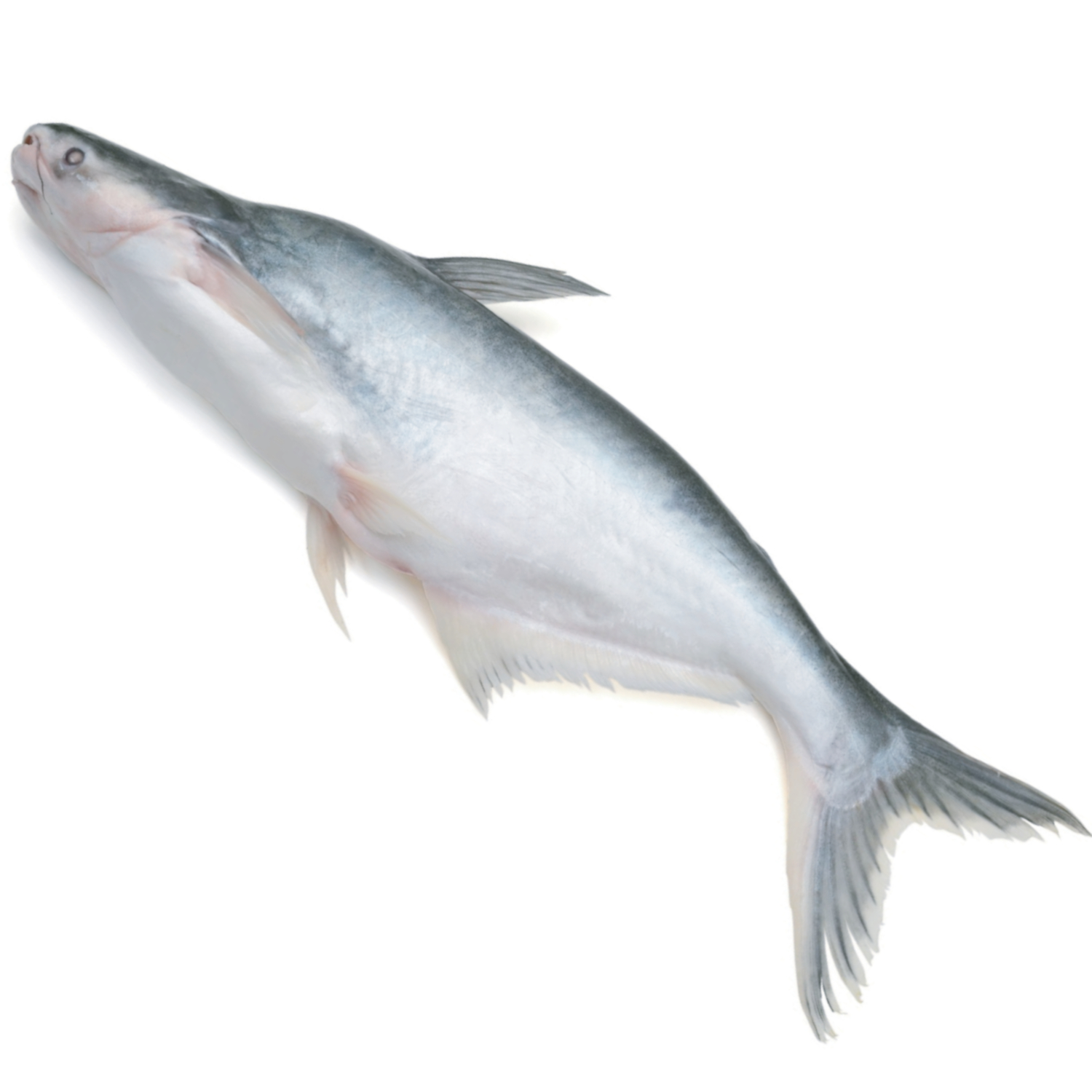 GIANT CATFISH