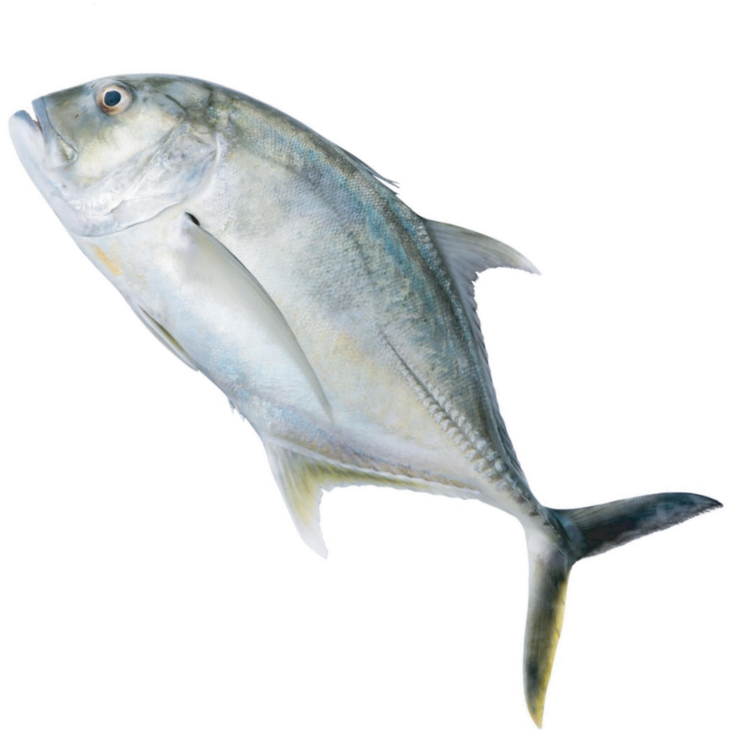 GIANT TREVALLY