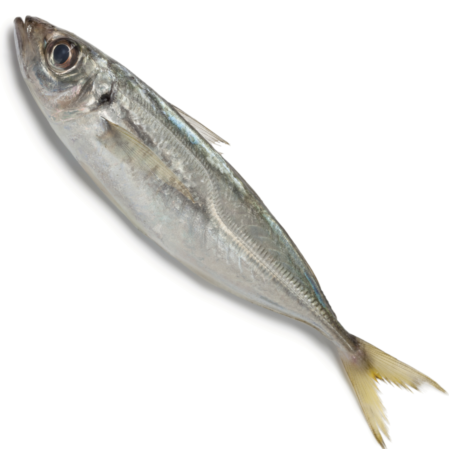 HORSE MACKEREL