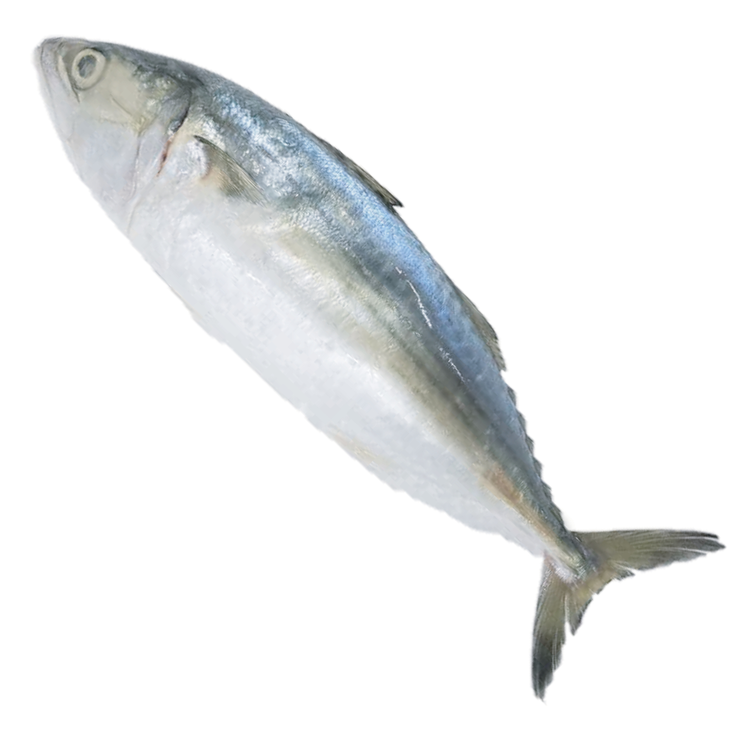 INDIAN MACKEREL