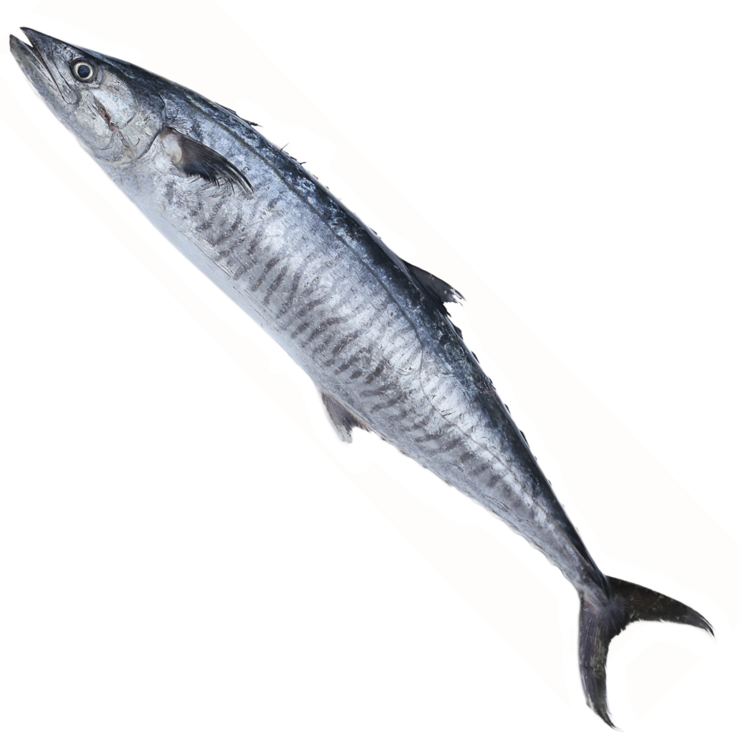 KINGFISH