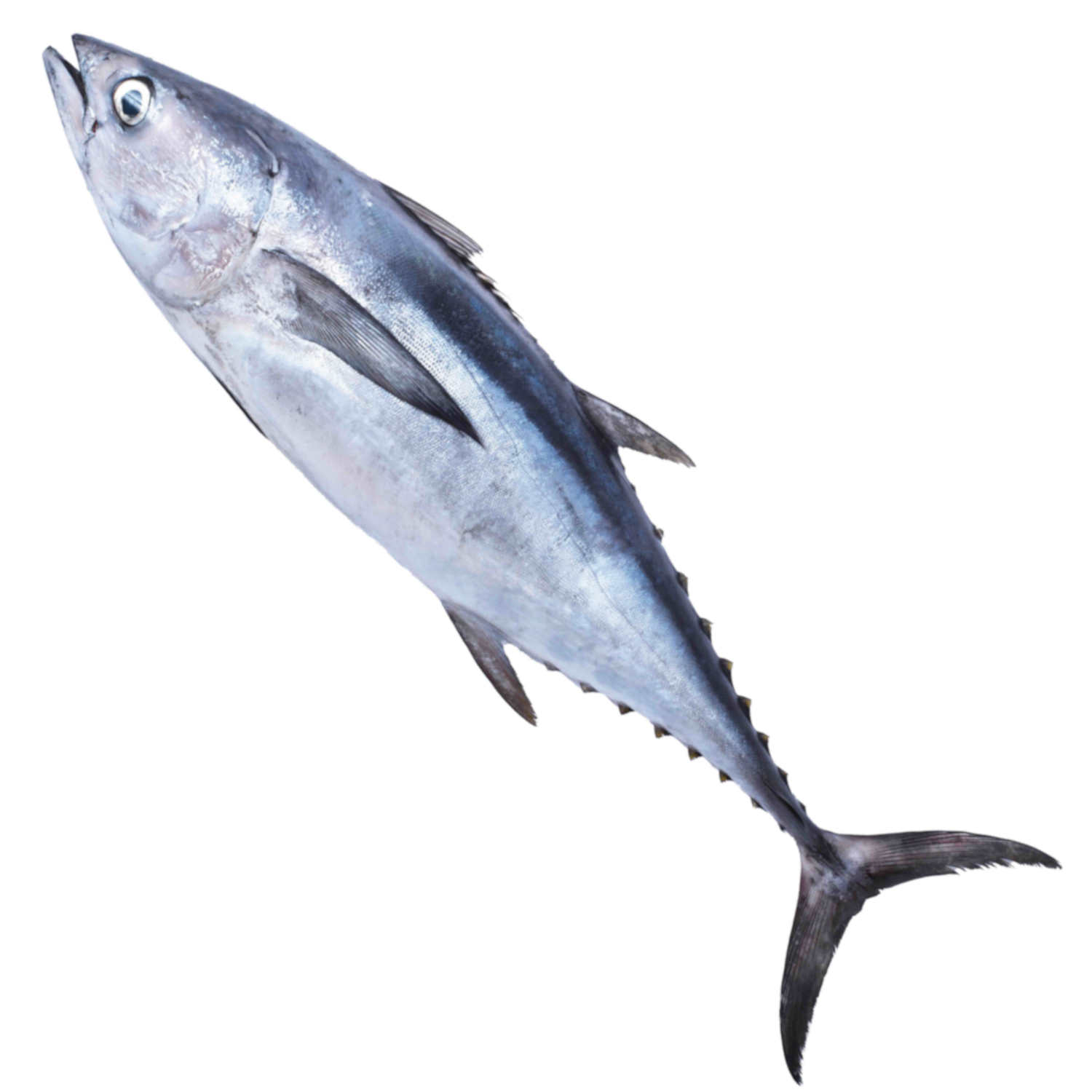 LONGTAIL TUNA