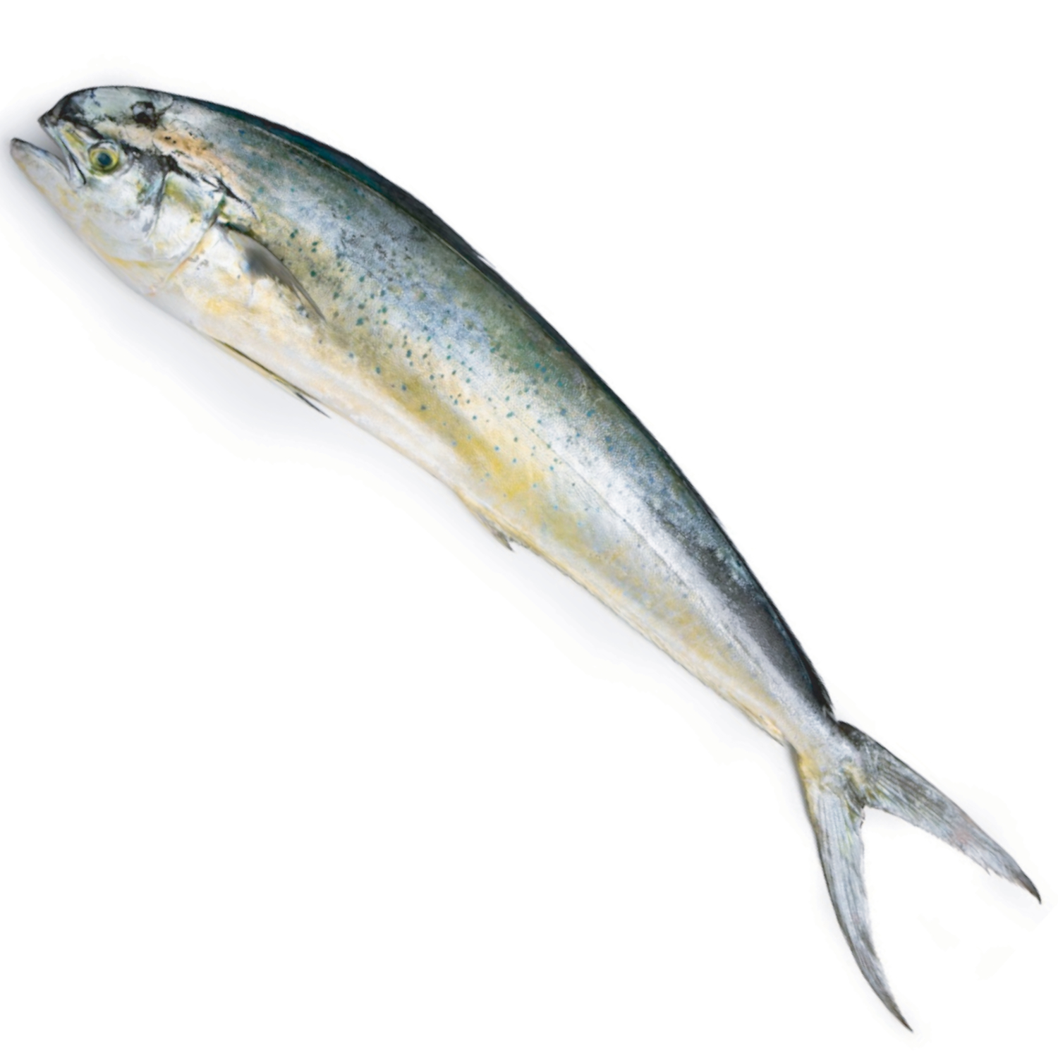 MAHI MAHI