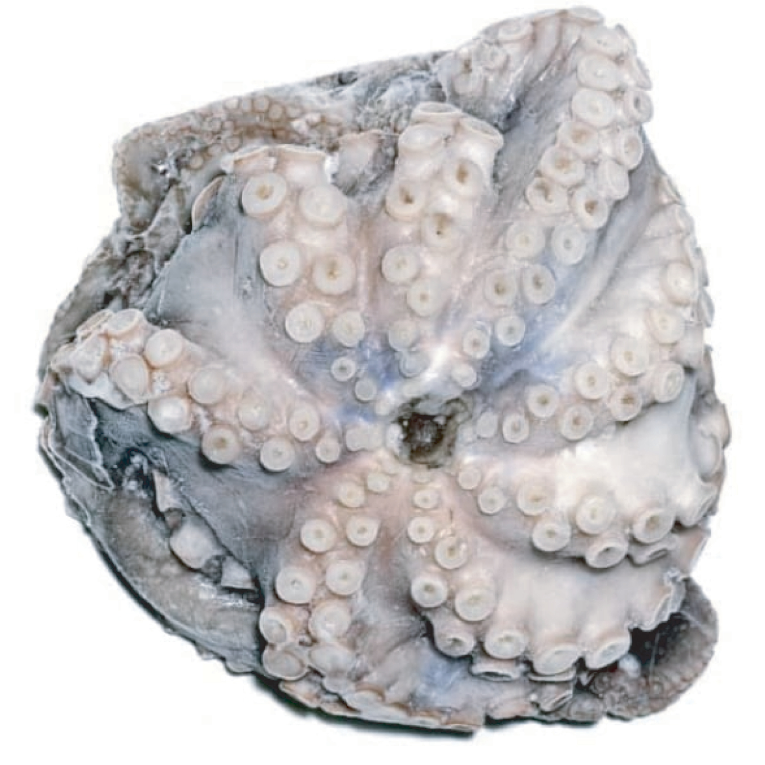OCTOPUS