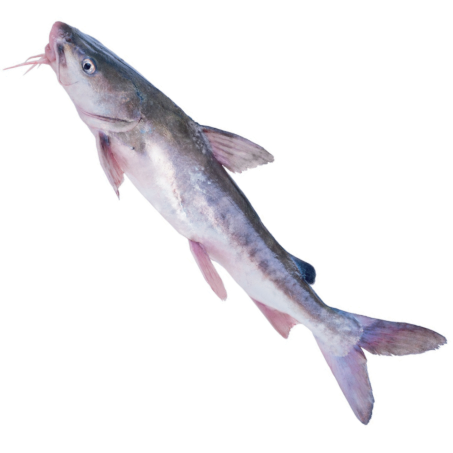 RED CATFISH