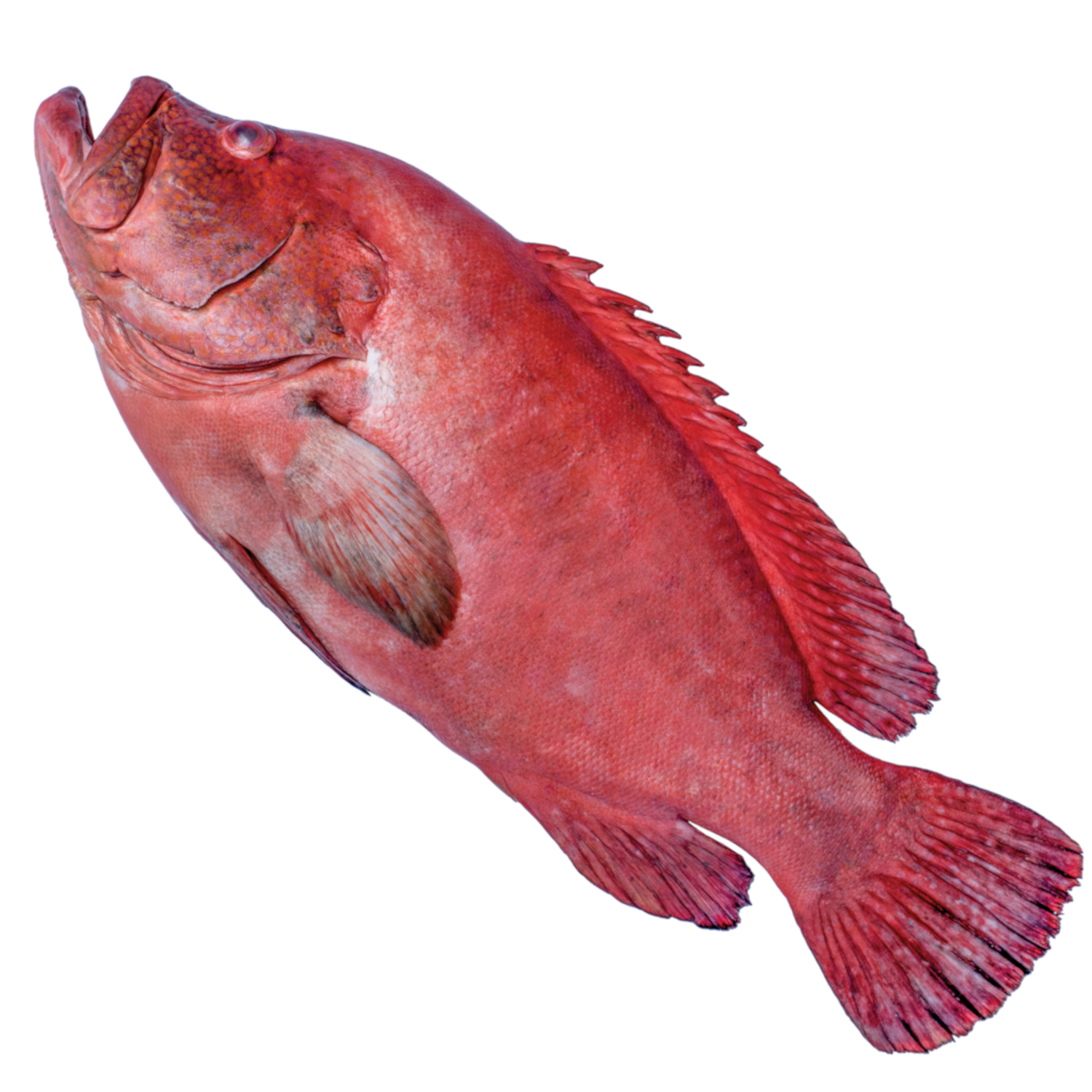 RED GROUPER
