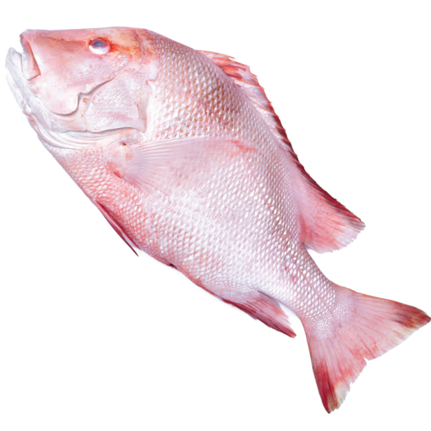 RED SNAPPER