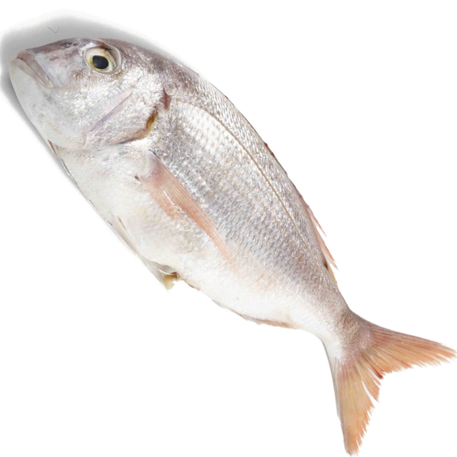 REDFIN SEABREAM