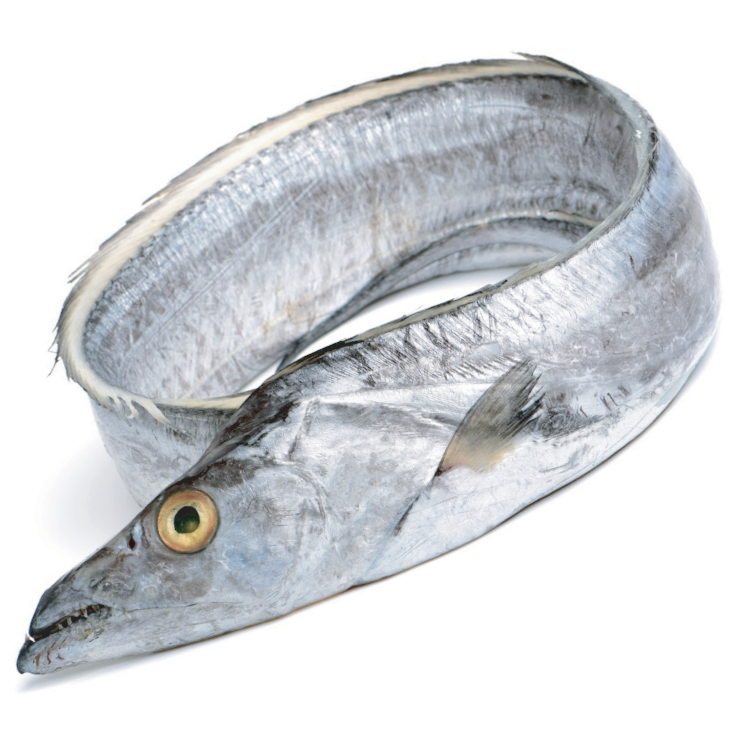 RIBBONFISH