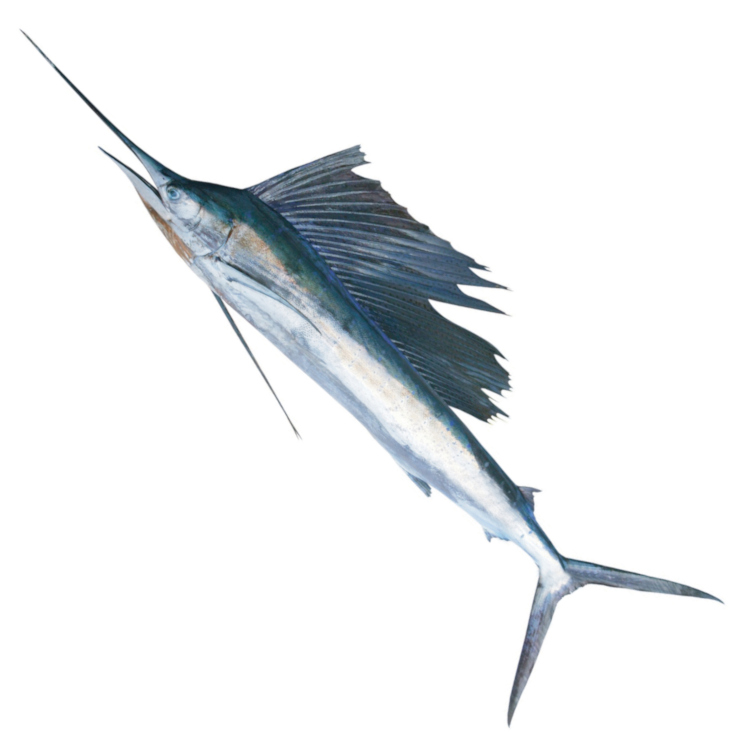 SAILFISH