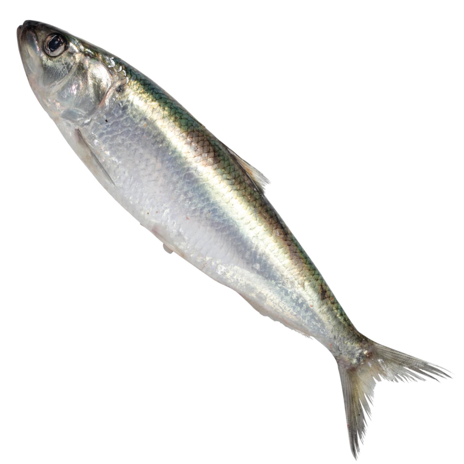 SARDINE