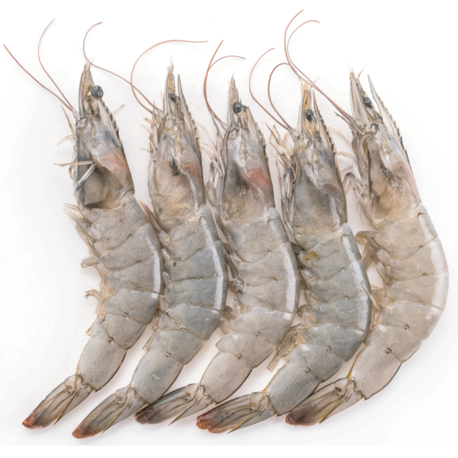 SHRIMP