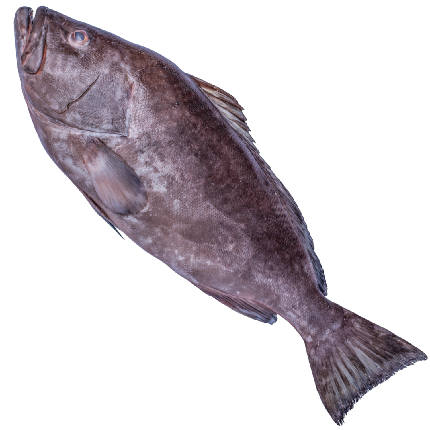SPOTTED GROUPER