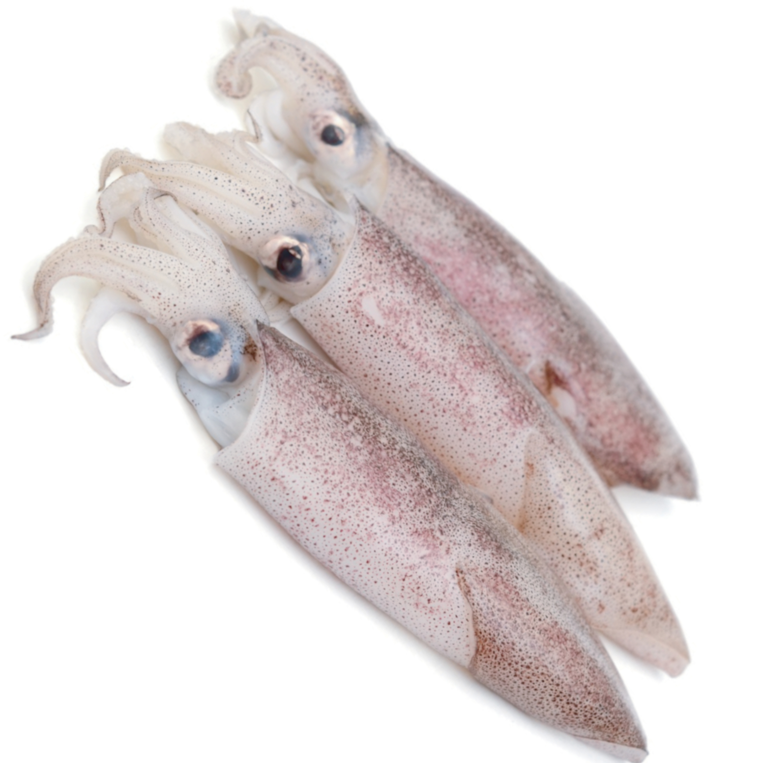 SQUID