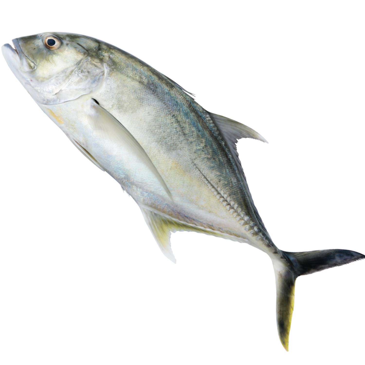 TILLE TREVALLY