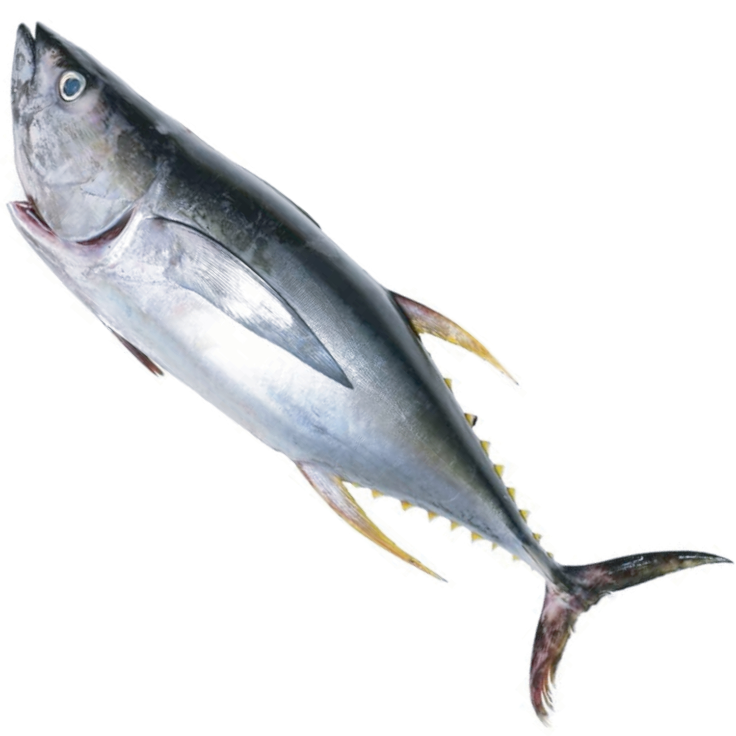 YELLOWFIN TUNA