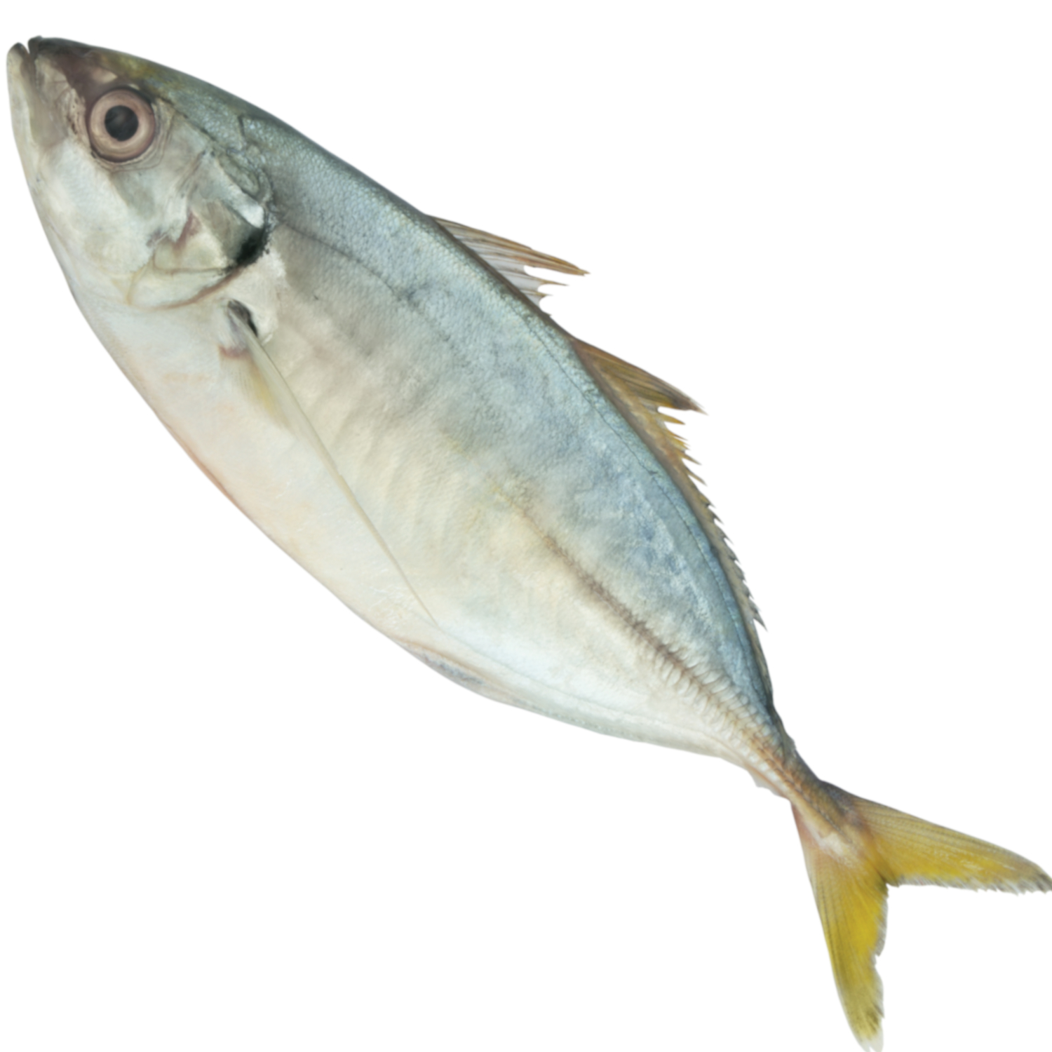 YELLOWTAIL SCAD